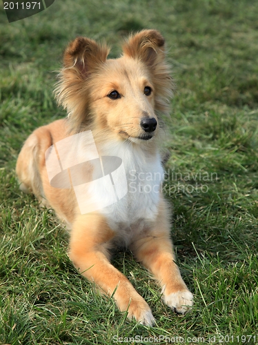 Image of Shetland Sheepdog 