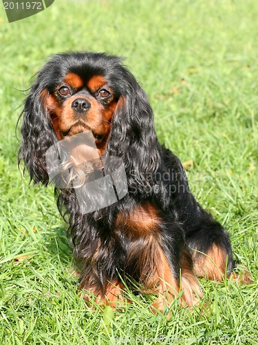 Image of Cavalier King Charles Spaniel