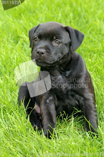 Image of Staffordshire Bull Terrier puppy