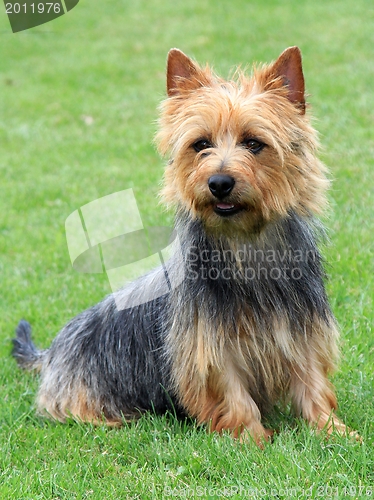 Image of Australian Terrier