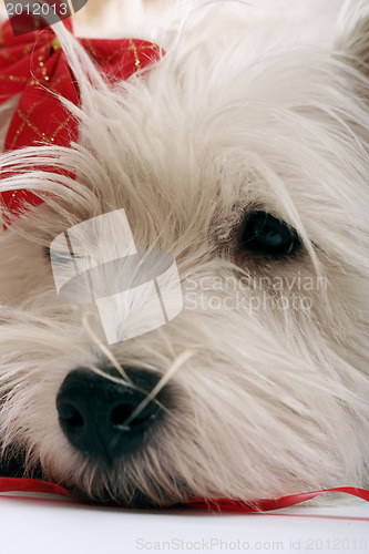 Image of Westie