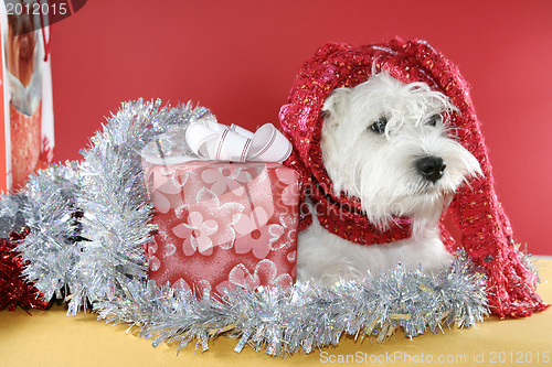 Image of White puppy