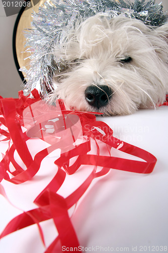 Image of White puppy