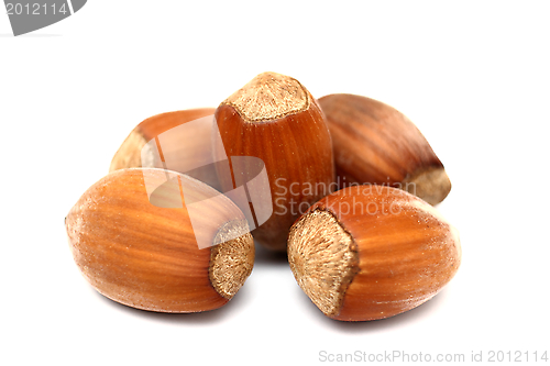 Image of hazelnuts isolated on white background