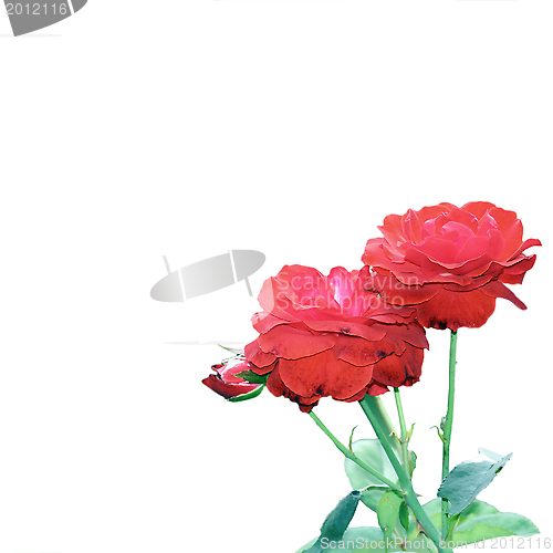 Image of rose isolated on white