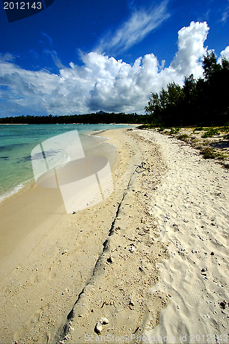 Image of  tree in ile du cerfs mauritius