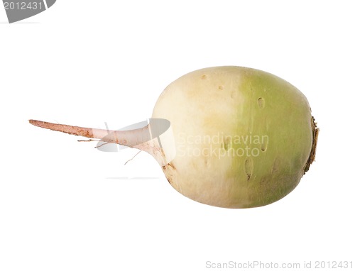 Image of Fresh radish