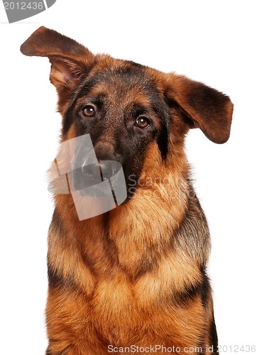 Image of German shepherd