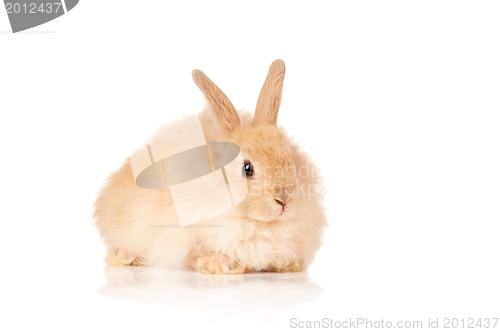 Image of Cute rabbit