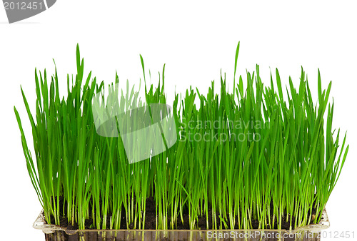 Image of Wheat grass