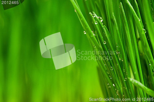 Image of Wheat grass