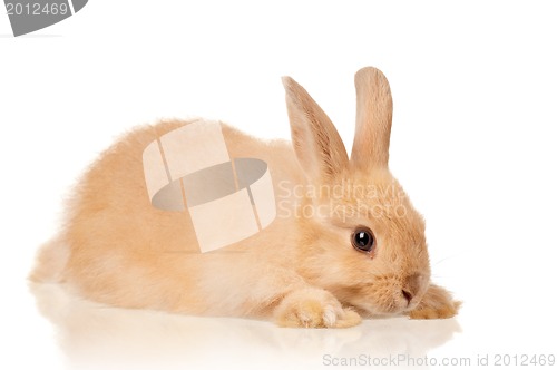 Image of Cute rabbit