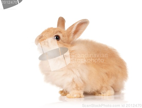 Image of Cute rabbit