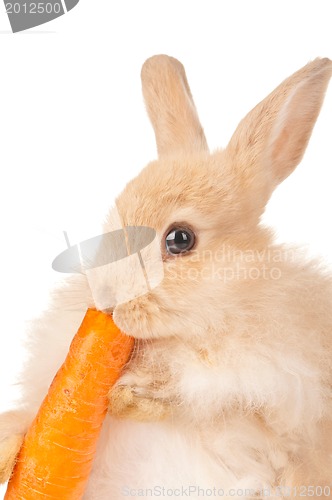 Image of Cute rabbit