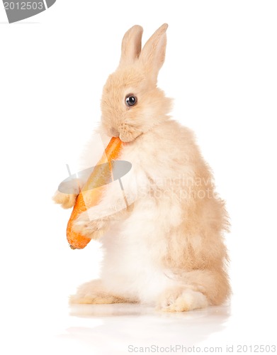 Image of Cute rabbit