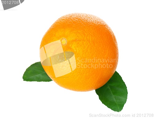 Image of Ripe orange