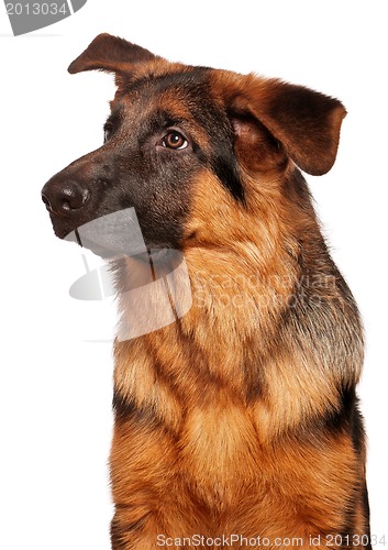 Image of German shepherd