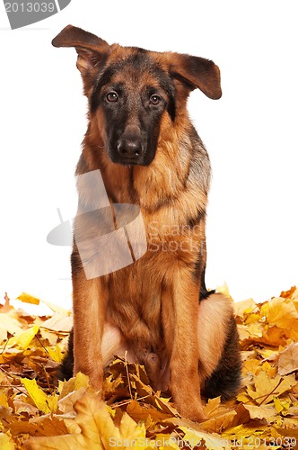 Image of German shepherd