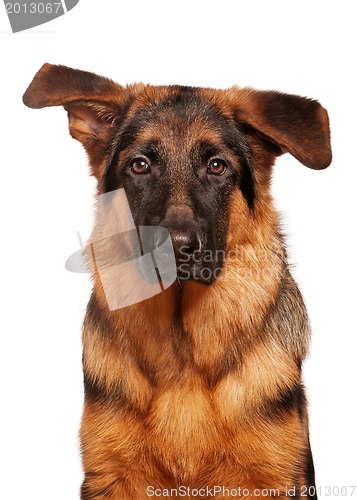 Image of German shepherd