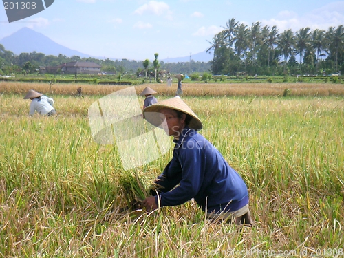 Image of bali