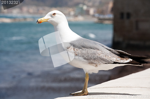 Image of seagull