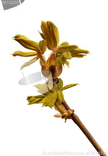 Image of chestnut bud