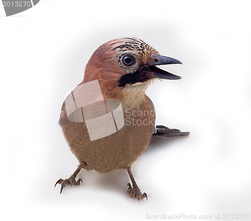 Image of jay in winter plumage close up