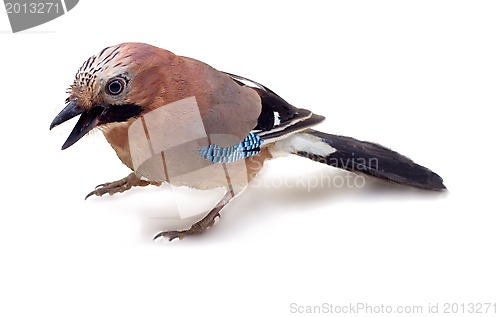 Image of jay in winter plumage close up