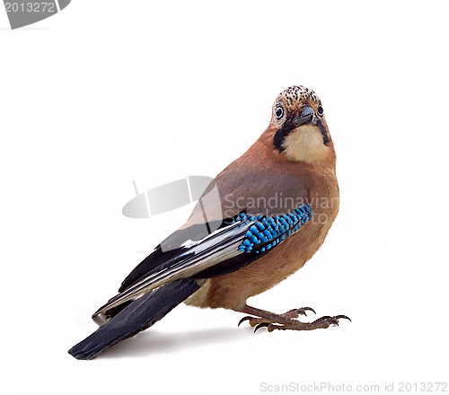 Image of jay in winter plumage close up