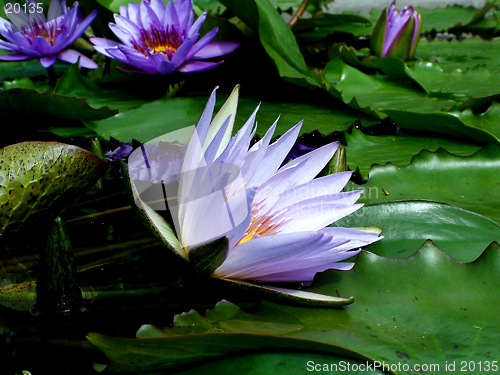 Image of Water Lily