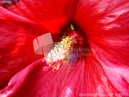 Image of Hibiscus