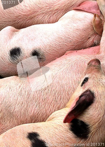 Image of Hogs