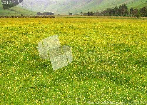 Image of Meadow