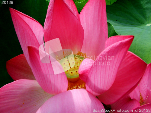 Image of Lotus