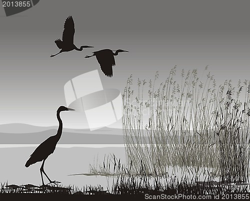 Image of Illustration herons