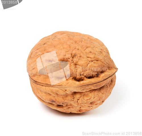 Image of Walnut on white background. Close-up view.