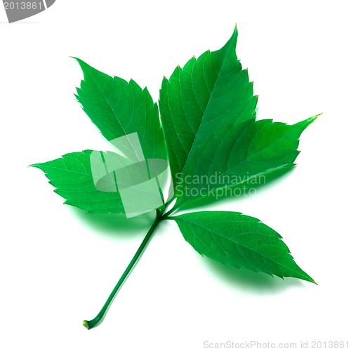 Image of Green leaf on white background