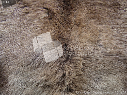 Image of Animal fur natural background