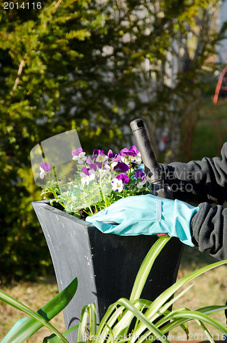 Image of Planting pansy