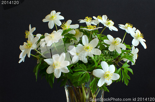 Image of Bouquet of wood anemones