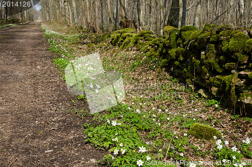 Image of Anemones at roadside