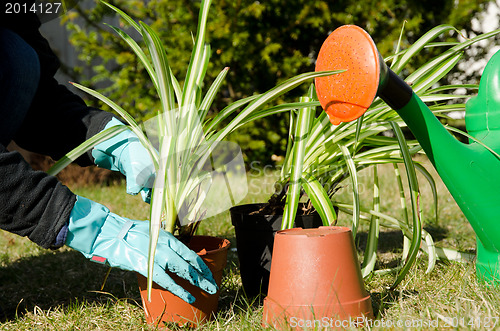 Image of Fixing green flowers