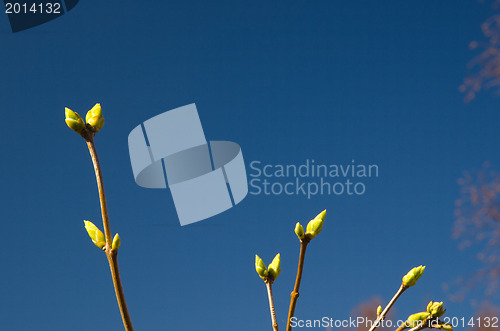 Image of Lilac buds