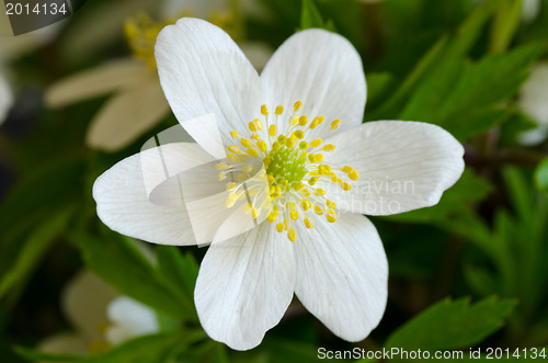 Image of Wood anemone