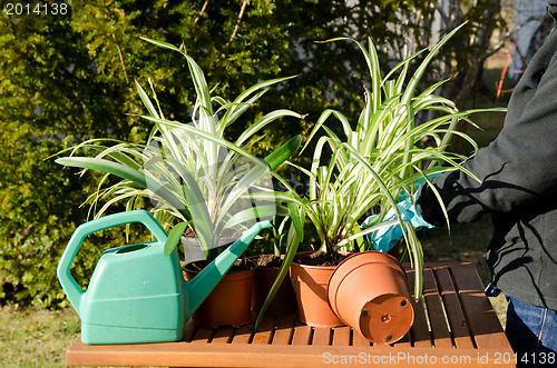 Image of Fixing spider plants
