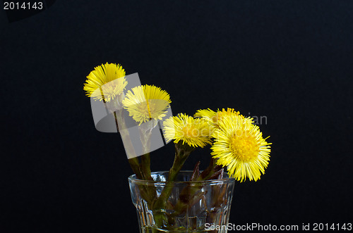 Image of Bouquet of tussilago