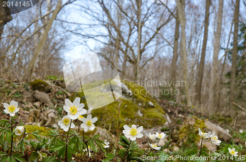 Image of Wood anemones closeup