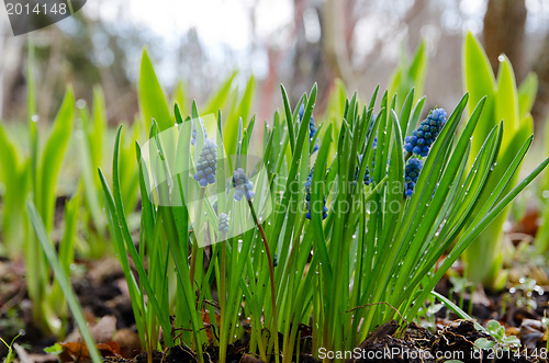 Image of Hyacinths in springtime