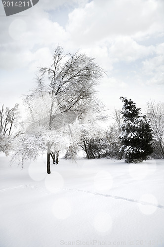 Image of Winter Landscape