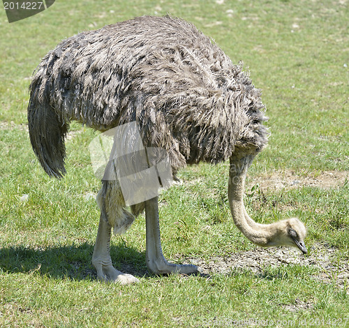 Image of Ostrich